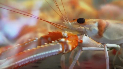 Macro of Orange and White Crayfish Feeding in Aquarium Video stock 343410878
