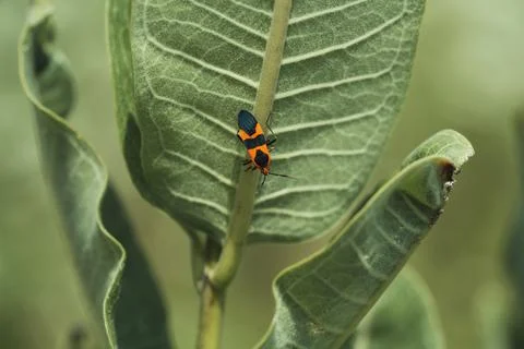 Macro of Orange Bug Stock Photos