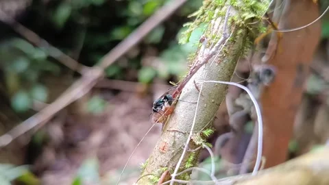 Macro of an orange Cruiser butterfly sitting on a human hand in the forest Stockbeeldmateriaal 331763243