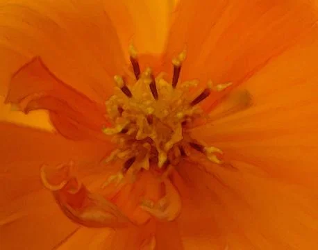 Macro of Orange Flower Stock Photos