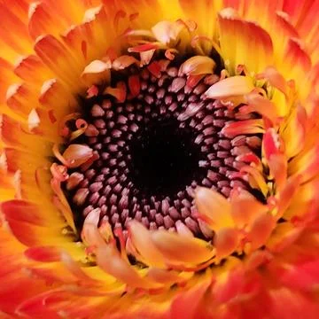 Macro of Orange Gerbera Daisy Core with Fibonacci Spiral Stock Photos