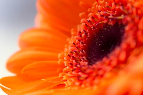Macro of Orange Gerbera Stock Photos