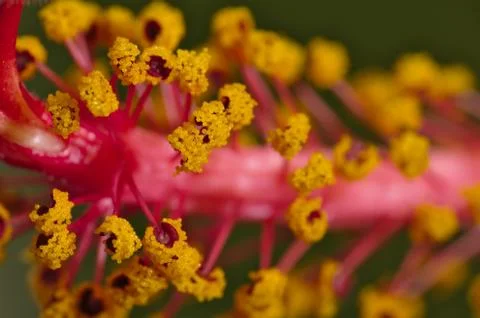 Macro of an orange Hibiscus Stock Photos