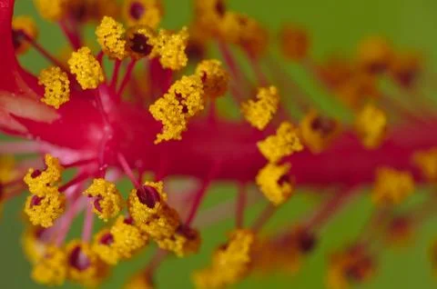 Macro of an orange Hibiscus Stock Photos