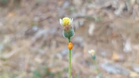 Macro Orange Ladybug Nymph Focus On Grass Flower Top 4K Pest Life Cycle Visualiz Stock-Footage 319340558