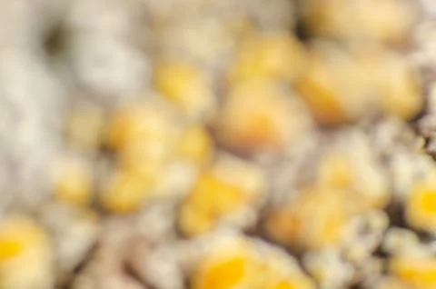 Macro of orange moss in the cortex of a tree Stock Photos