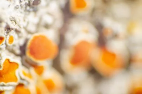 Macro of orange moss in the cortex of a tree Stock Photos