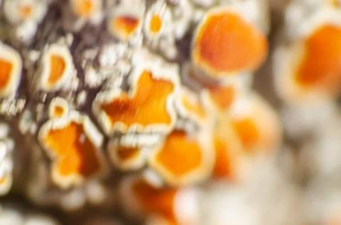 Macro of orange moss in the cortex of a tree Stock Photos