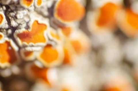 Macro of orange moss in the cortex of a tree Stock Photos