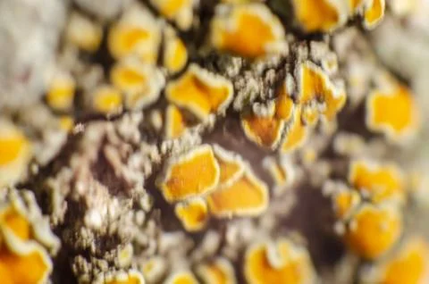 Macro of orange moss in the cortex of a tree Stock Photos