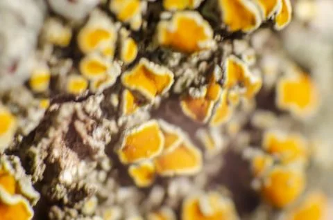 Macro of orange moss in the cortex of a tree Stock Photos