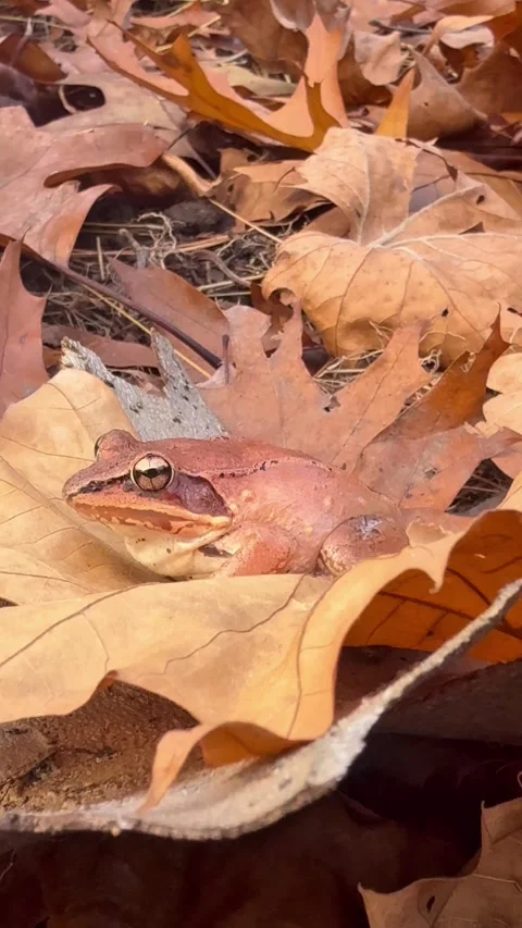 Macro of Orange Wood Frog on Forest Floor Pennsylvania Stock Footage 321115162