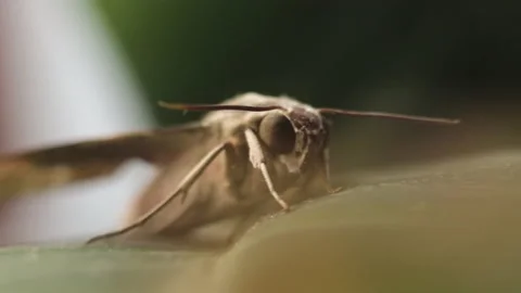 Macro orbiting view of Pale Brown Hawk Moth sitting on plant leaf Video stock 156960835