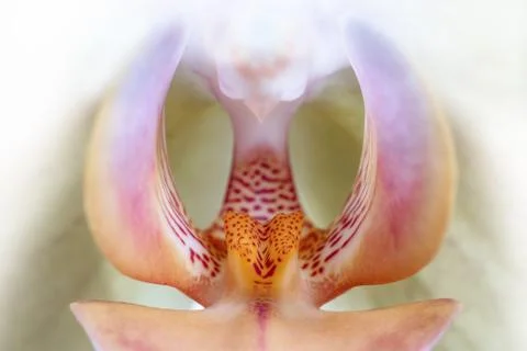 Macro of orchid flower Stock Photos