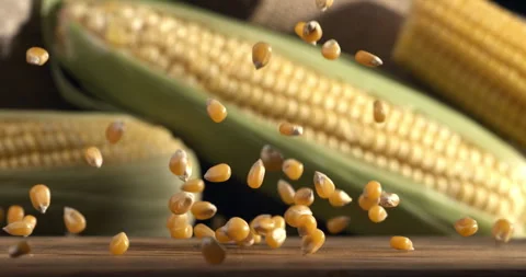 Macro of organic grain yellow corn maize seeds falling on rustic wooden table Stock Footage 268406126