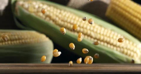 Macro of organic grain yellow corn maize seeds falling on rustic wooden table Stock-Footage 268409676