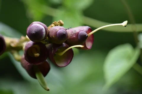Macro of Oroxylum Indicum Midnight Horror Flower Buds with Stigma Stock Photos
