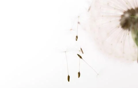 Macro of an overblown fluffy dandelion, creative floral layout, horizontal. Stock Illustration