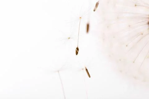 Macro of an overblown fluffy dandelion, creative floral layout, horizontal. Stock Illustration
