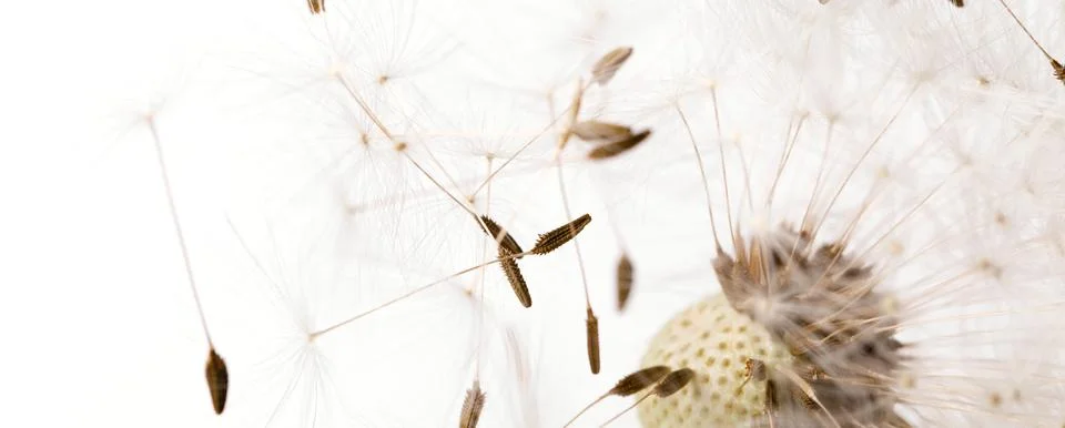 Macro of an overblown fluffy dandelion, creative floral layout, horizontal. Stock Illustration