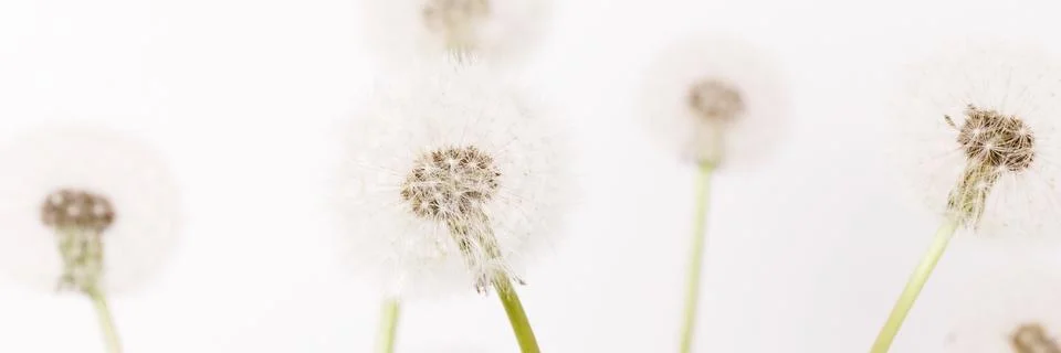 Macro of an overblown fluffy dandelion, creative floral layout, horizontal. Stock Illustration