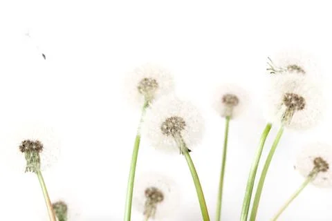 Macro of an overblown fluffy dandelion, creative floral layout, horizontal. Stock Illustration
