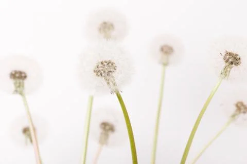 Macro of an overblown fluffy dandelion, creative floral layout, horizontal. Stock Illustration