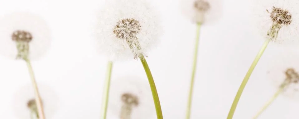Macro of an overblown fluffy dandelion, creative floral layout, horizontal. Stock Illustration