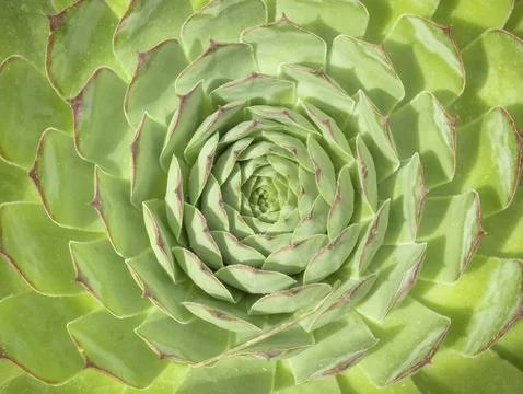 Macro overhead view of the center of an alabaster rose, succulent cactus Stock Photos