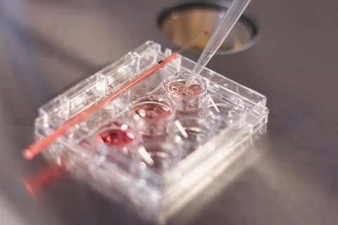 Macro ovulo Stock Photos