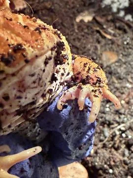 Macro Pacman Frog Hand Stock Photos