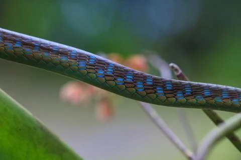 Macro of Painted bronzeback snake Stock Photos
