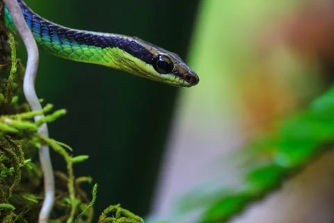 Macro of Painted bronzeback snake Stock Photos
