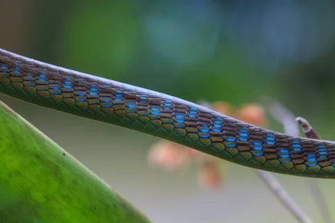 Macro of Painted bronzeback snake Stock Photos