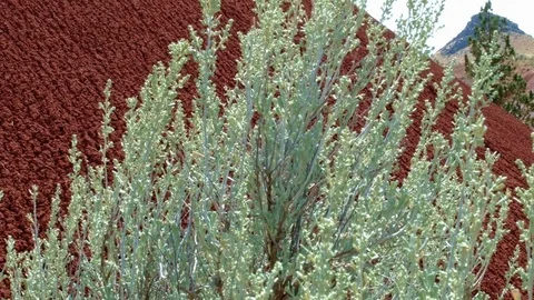 Macro painted hills john day fossil beds 2 Painted Hills Oregon 16 Stock Footage 81770079