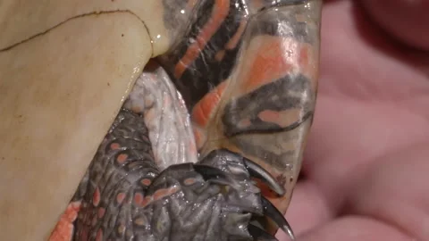 Macro painted turtle claws and markings under shell Stock Footage 167972695