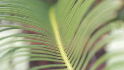 Macro of a Palm Stock Footage 168837660