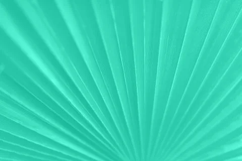 Macro of palm leaf with copy space in mint color background. Sun light effect Stock Photos