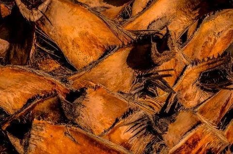 Macro of a Palm Tree Trunk Stock Photos