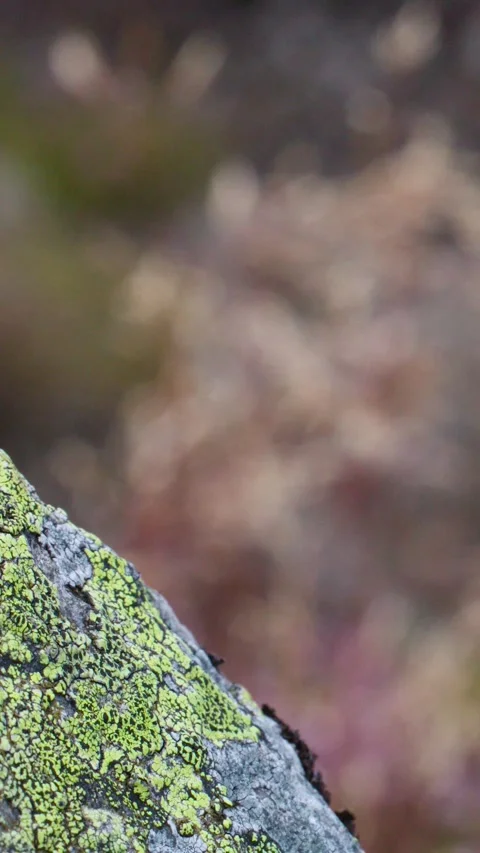 Macro Pan Across Lichen-Covered Rock in Scottish Highlands Stockbeeldmateriaal 317538288