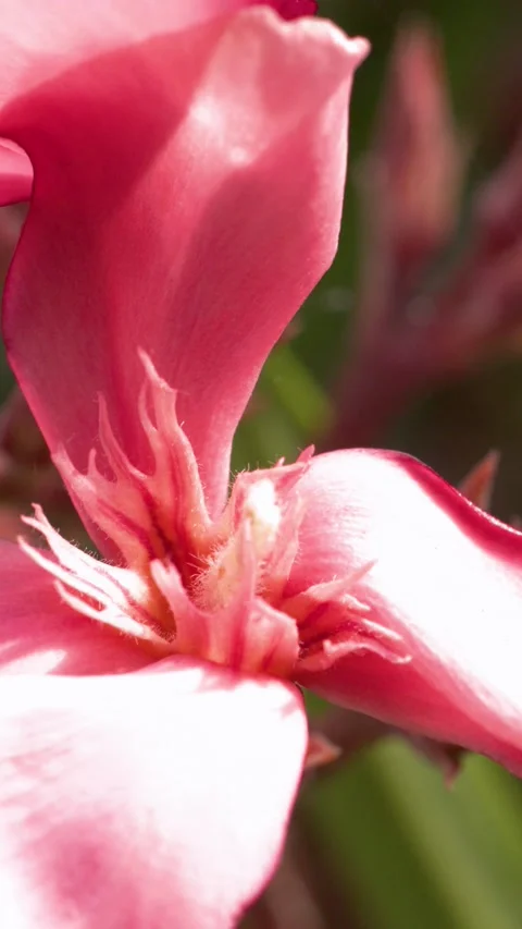 Macro Pan Across Pink Nerium Oleander Flower in Sunlight Vídeos de archivo 317361432