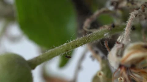 Macro Pan of Aphids on Apple Fruit - 4K Wildlife Slow Motion Shot Stock-Footage 336331549