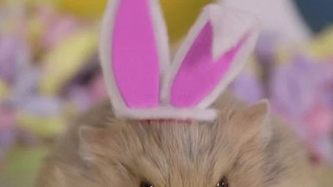Macro pan down from easter bunny ears to hamster wearing them Stock Footage 87656307