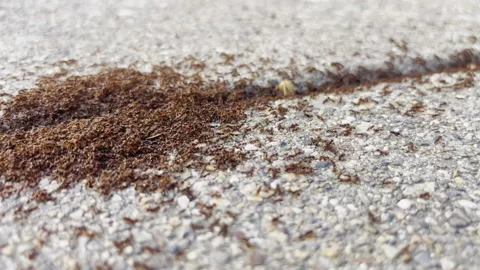 Macro Pan Follows Dense Ant Trail Across Pavement Stock Footage 344973934