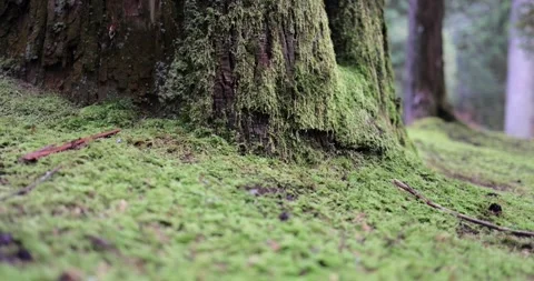 Macro pan over lush moss at tree base showing texture in quiet forest Stock Footage 323810491