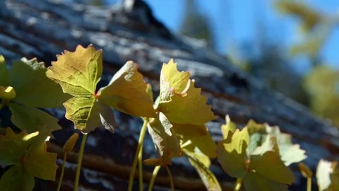 Macro pan of plants by log in forest meadow Mt. Hood Spring Forest Oregon Stock-Footage 81772115