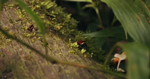 Macro pan of Pleasing Fungus Beetle walking on mossy bark Stock Footage 236992560