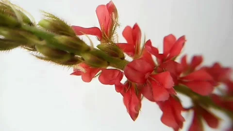 Macro Pan Right on Hairy Indigo Inflorescence in Breeze. Stock Footage 346566763