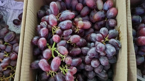 Macro pan shot of crimson seedless grapes with red-purple color, sweet-tart.. Stock Footage 313380945