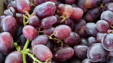 Macro pan shot of crimson seedless grapes with red-purple color, sweet-tart.. Stock Footage 313380946